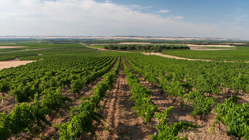 campo eliseo vineyard Rueda