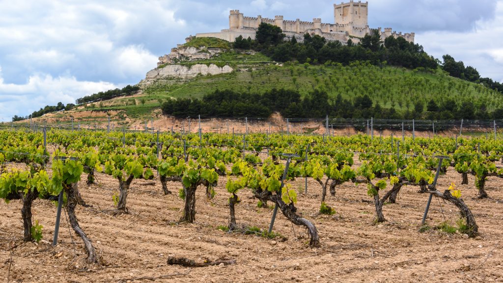 Vineyard with Castle of Penafiel as background, Valladolid Province, Spain