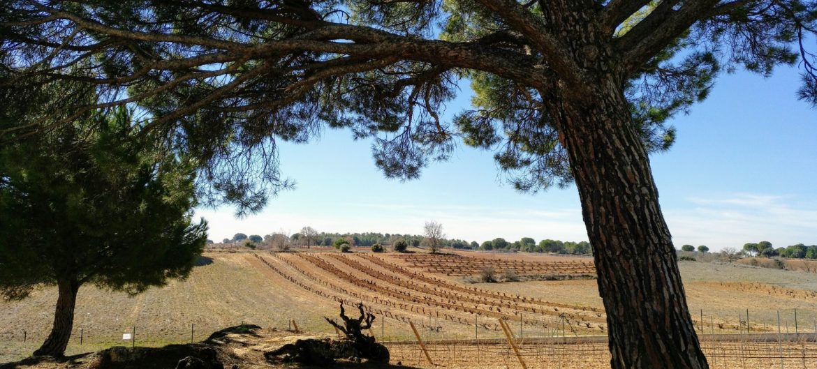 Dominio de Cair winery Ribera del Duero