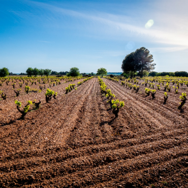 Cigales vineyard in Castilla y Leon, Spain