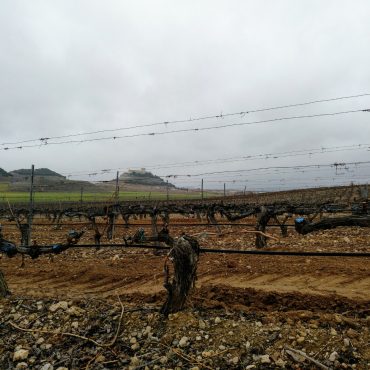 Carraovejas vineyard