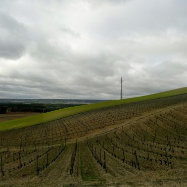 Quinta Sardonia vineyard Vino de la Tierra de Castilla Leon Spain